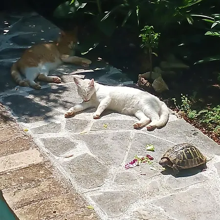 Appartement Valkane Pet Friendly 150m From The Stunning Valkane Beach, Indoor Pools-fitness And Mall Pula