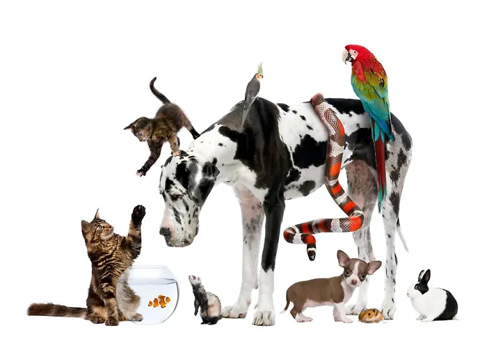 شقة Valkane Pet Friendly 150m From The Stunning Valkane Beach, Indoor Pools-fitness And Mall *