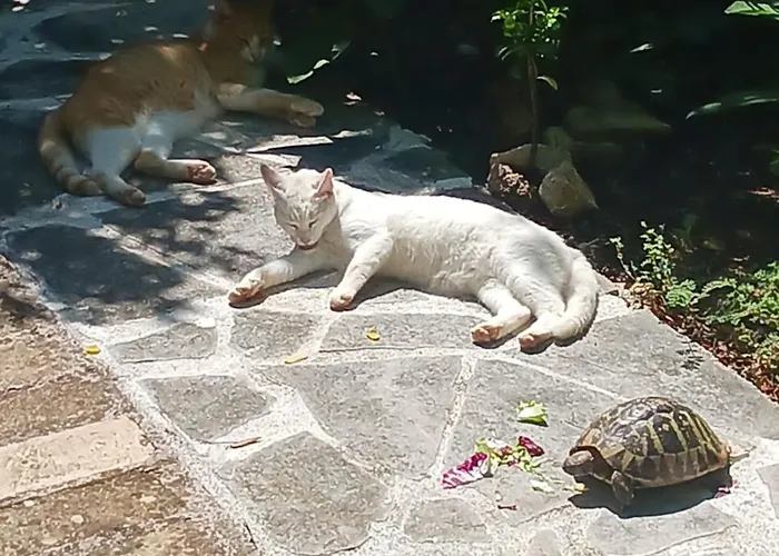 Lejlighed Valkane Pet Friendly 150m From The Stunning Valkane Beach, Indoor Pools-fitness And Mall Pula